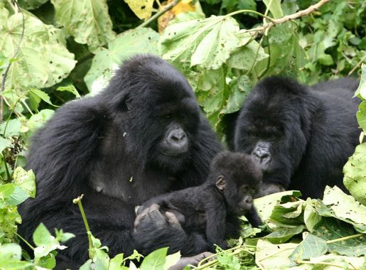 File:Gorillas with baby in Rwanda at the Volcanoes National Park  (290812486).jpg - Wikimedia Commons