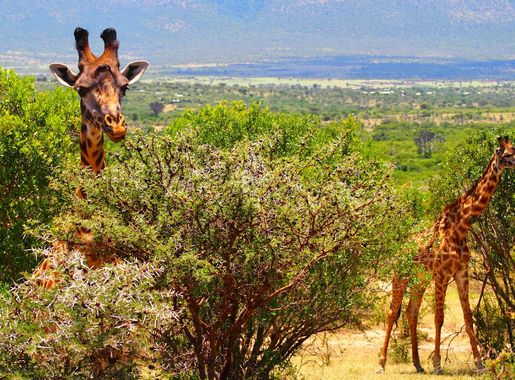 Free Images : nature, prairie, animal, wildlife, wild, jungle, africa,  agriculture, fauna, savanna, giraffe, safari, ecosystem, kenya, giraffidae  4032x2272 - - 734192 - Free stock photos - PxHere