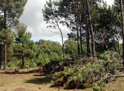 File:Camino hacia Laguna de Brioso Valizas Rocha Uruguay - panoramio  (4).jpg - Wikimedia Commons