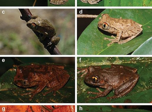 Fil:Leptopelis (10.3897-zse.90.7120) Figure 1.jpg – Wikipedia