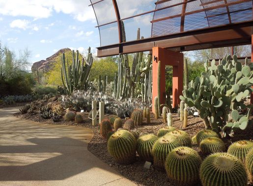 File:Desert Botanical Garden Phoenix Arizona 51.JPG - Wikimedia Commons