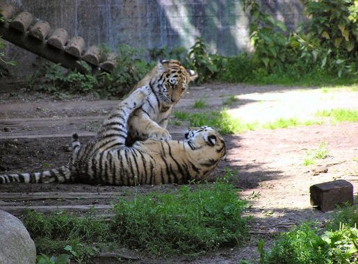 File:Tigerunger-Aalborg Zoo.JPG - Wikimedia Commons