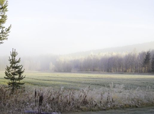 Free Images : landscape, tree, nature, forest, marsh, wilderness, mountain,  snow, winter, fog, sunrise, mist, lake, dawn, river, reflection, autumn,  weather, reservoir, season, bed, sweden, landscapes, wetland, habitat,  loch, ecosystem, rural area,