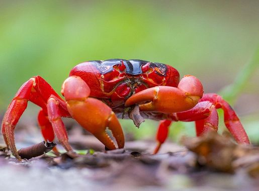File:Christmas Island Red Crab.jpg - Wikimedia Commons
