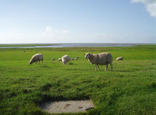 File:Nationalpark Vadehavet sheep.JPG - Wikimedia Commons