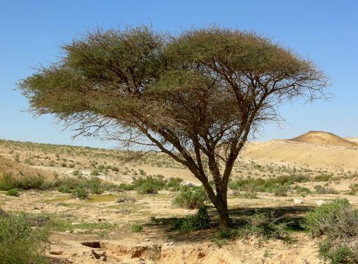 Acacia sensu lato - Wikipedia