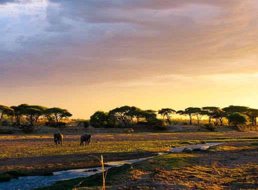 Faili:Elephants At Sunset, Ruaha National Park.jpg - Wikipedia, kamusi  elezo huru