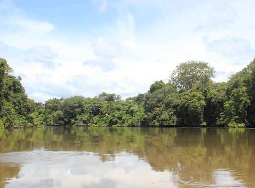 Fayil:Kaba or Little Scarcies River Outamba Kilimi Park.JPG - Wikipedia