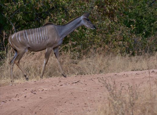 File:Kudu, Ruaha National Park (6) (28403696754).jpg - Wikimedia Commons