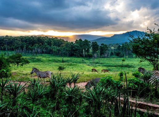 File:Zabras in Mlilwane Wildlife Sanctuary.jpg - Wikimedia Commons
