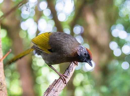 File:Trochalopteron melanostigma, Doi Inthanon National Park  (17030682030).jpg - Wikimedia Commons