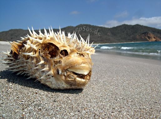 File:Dead Fish on the Beach.png - Wikimedia Commons
