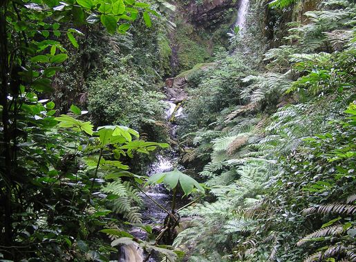 File:RwandaNyungwe.JPG - Wikipedia