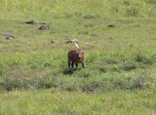 File:African forest buffalo and egret.jpg - Wikimedia Commons
