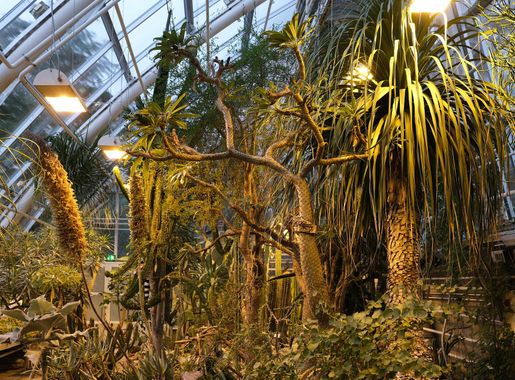 Tiedosto:Botanical Garden of Turku University 4.jpg – Wikipedia