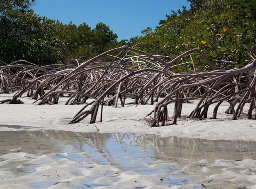 File:Providenciales Mangrove Reflections.jpg - Wikimedia Commons