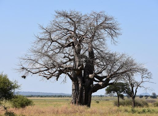 File:Baobab tree, Tarangire National Park (2) (28679142585).jpg - Wikimedia  Commons