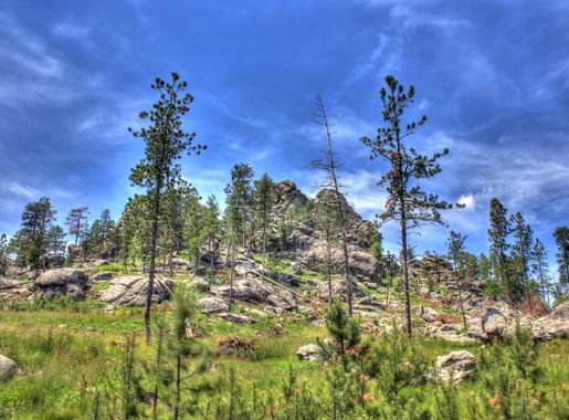 Landscape on the mountain in Custer State Park, South Dakota image - Free  stock photo - Public Domain photo - CC0 Images
