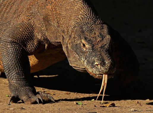 Fayil:Komodo dragon (Varanus komodoensis).jpg - Wikipedia