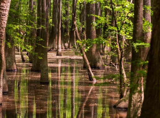 File:Congaree Swamp.jpg - Wikimedia Commons