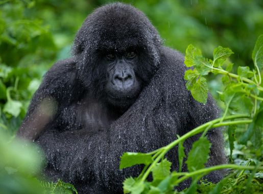 File:Mountain gorilla from Susa Group in Karisimbi thicket of Volcanoes  National Park in Rwanda. Emmanuel Kwizera.jpg - Wikimedia Commons
