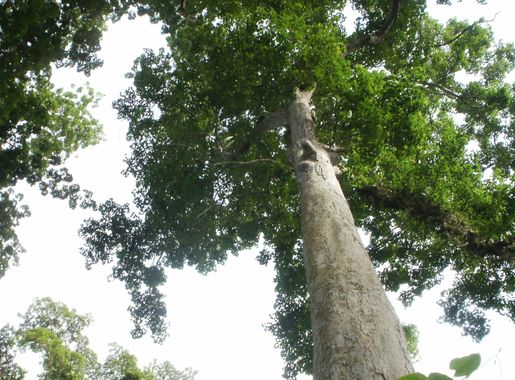 File:Trees in Bia Forest.JPG - Wikimedia Commons