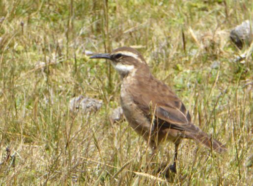 File:Cotopaxi Nationalpark Ecuador126.JPG - Wikimedia Commons