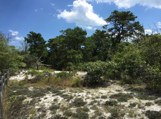 File:2016-08-14 13 26 30 Grove of Pitch Pine along the Reed's Road Maritime  Forest Trail in Island Beach State Park, New Jersey.jpg - Wikimedia Commons