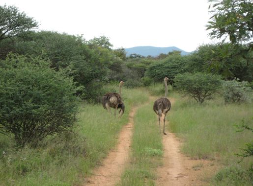 Setshwantsho:Ostriches at Mokolodi Nature Reserve, Botswana.JPG - Wikipedia