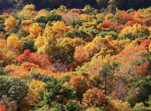 File:Autumn leaves, Talcott Mountain State Park.jpg - Wikipedia