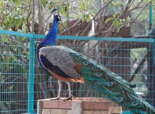 File:Limassol Zoo, Cyprus - panoramio.jpg - Wikimedia Commons