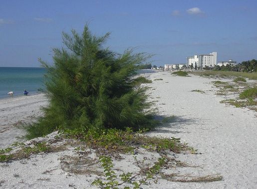 File:Starr 031108-0301 Casuarina equisetifolia.jpg - Wikimedia Commons
