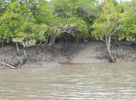 File:Sundarban mangrove.jpg - Wikipedia