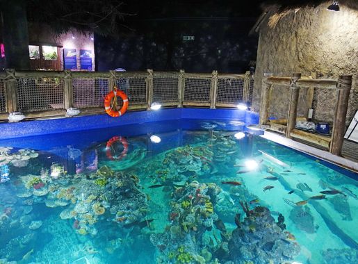 File:Bristol Aquarium 8.jpg - Wikimedia Commons