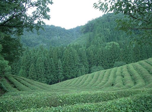 File:Korea-Boseong-Green.tea-01.jpg - Wikimedia Commons