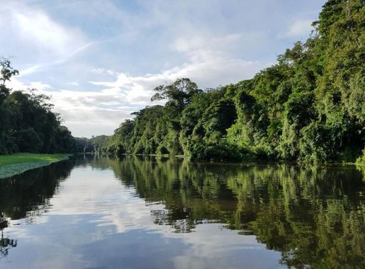Free picture: rainforest, reflection, riverbank, water, tree, nature,  landscape, plant, tropical, river