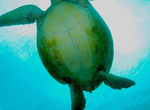 File:Flickr - JennyHuang - Turtle flying.jpg - Wikimedia Commons