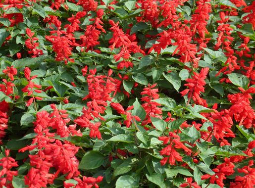 File:Salvia splendens in Dalat city (2).JPG - Wikimedia Commons