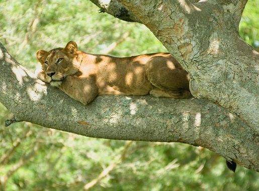 File:Tree lion 2.jpg - Wikipedia