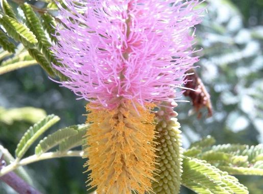 Fichier:Dichrostachys cinerea Bild0885.jpg — Wikipédia