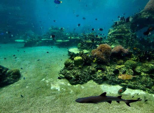 File:Shark Bay 26.jpg - Wikimedia Commons