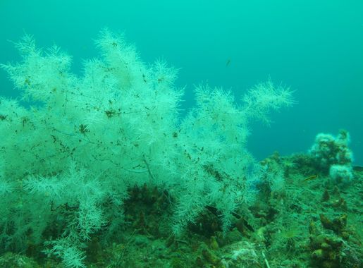 File:Black coral at Milford Sound Underwater Observatory.jpg - Wikimedia  Commons