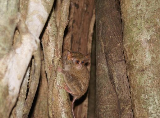 File:Tarsius tarsier Tangkoko National Park.JPG - Wikimedia Commons