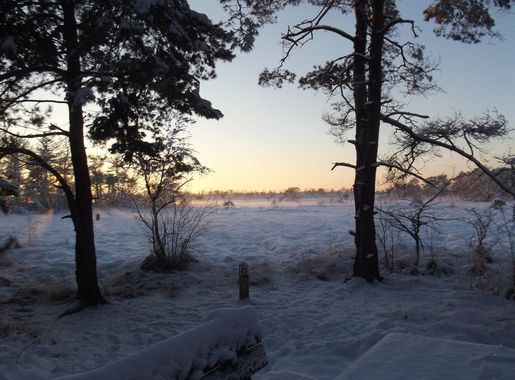 File:Kalmthoutse Heide met sneeuw en nevel II.JPG - Wikimedia Commons