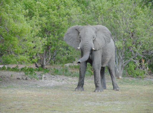 File:Elephant visiting our camp in Moremi Game Reserve - Botswana -  panoramio.jpg - Wikimedia Commons