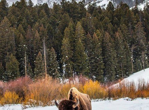 7,472-acre Headwaters Forest Reserve was | Free Photo - rawpixel