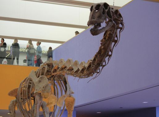 File:PaluxysaurusSkeleton.jpg - Wikipedia