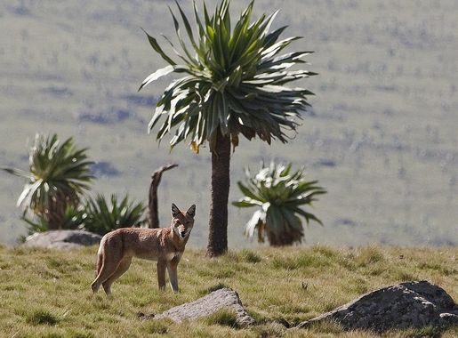 File:Canis simensis -Simien Mountains, Ethiopia-8.jpg - Wikipedia