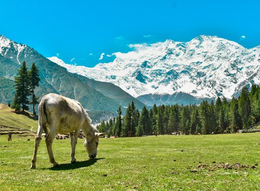 File:Nanga Parbat,Fairy Meadows.jpg - Wikimedia Commons