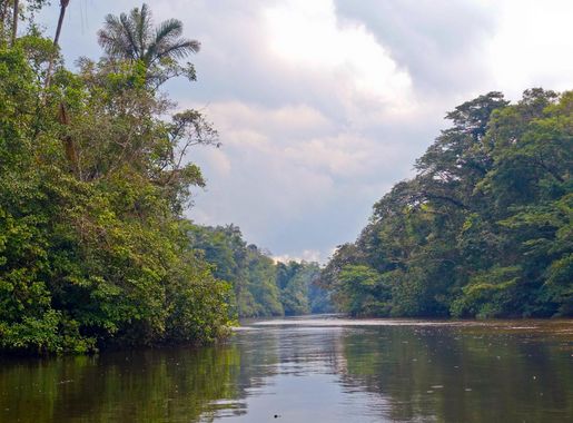 File:Regenwald am Río Cuyabeno, nahe Laguna Grande.jpg - Wikimedia Commons